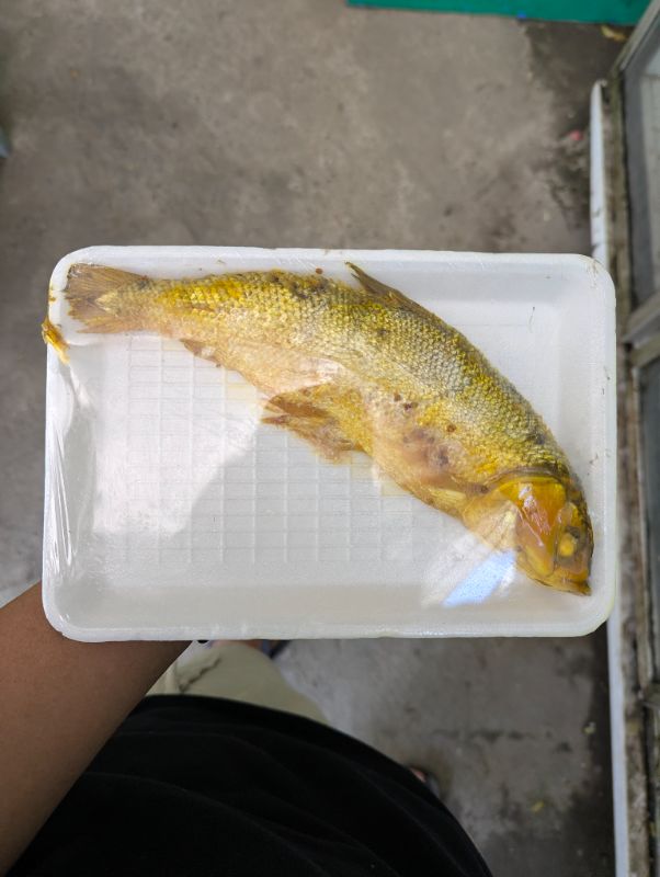Bandeng Presto Besar 1ekor
