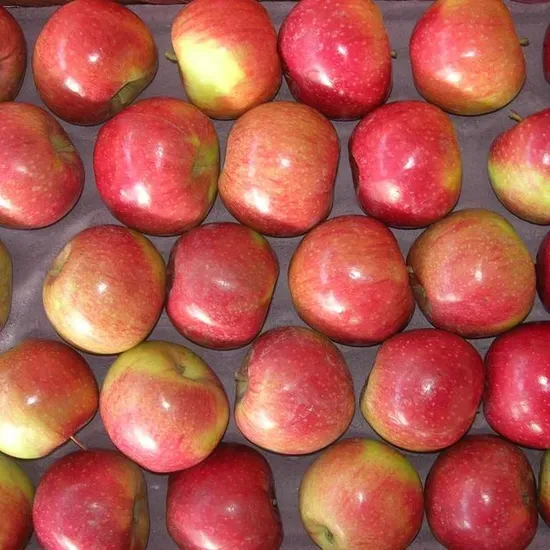Apel Jiguan 1kg