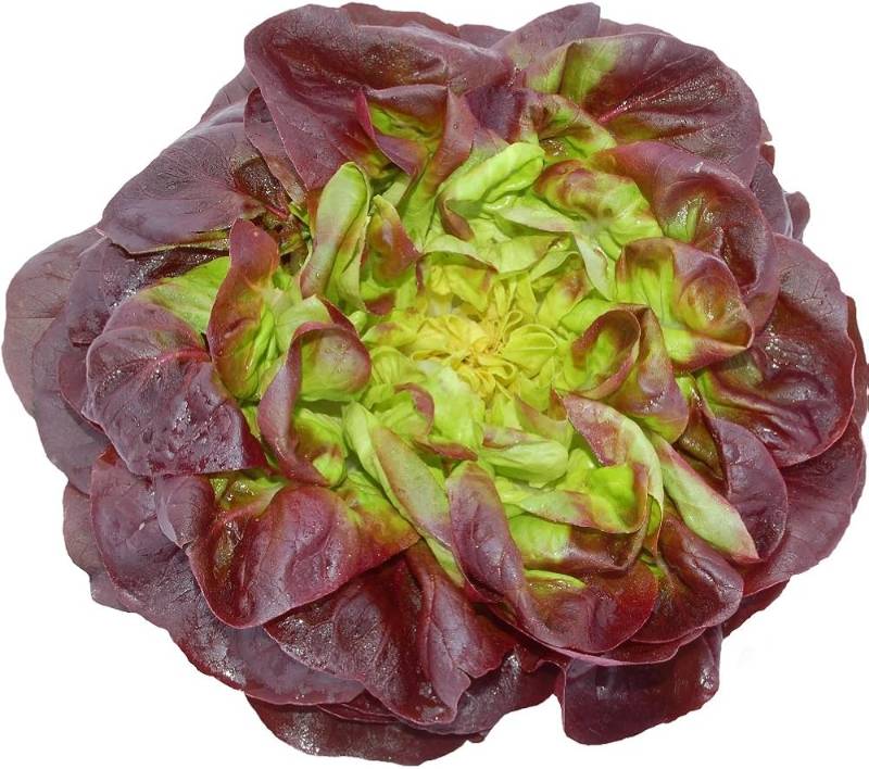 Salată Red Butterhead (Red Oakleaf)