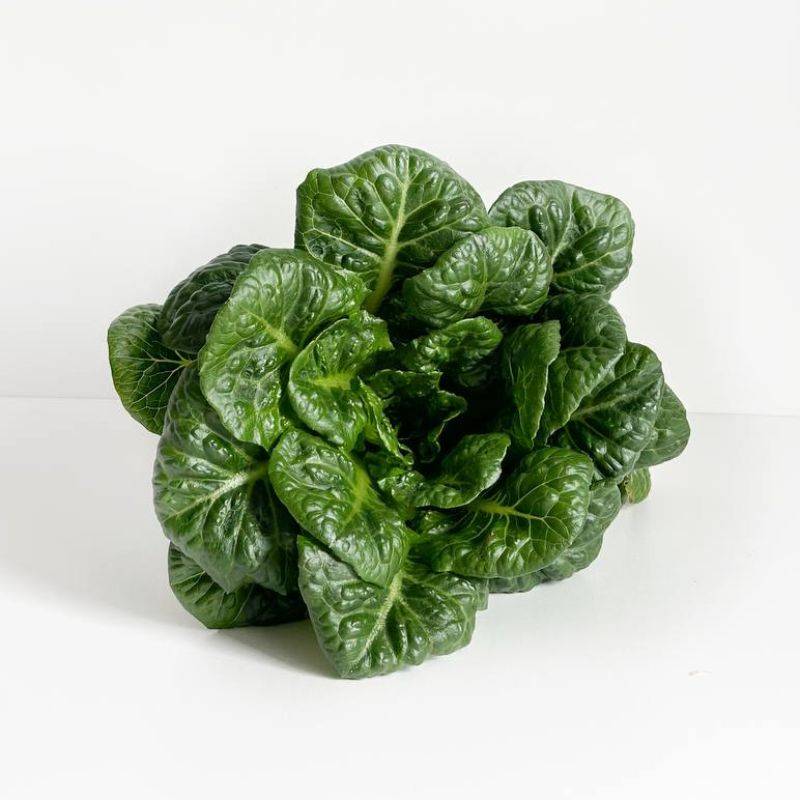 Salata Romano