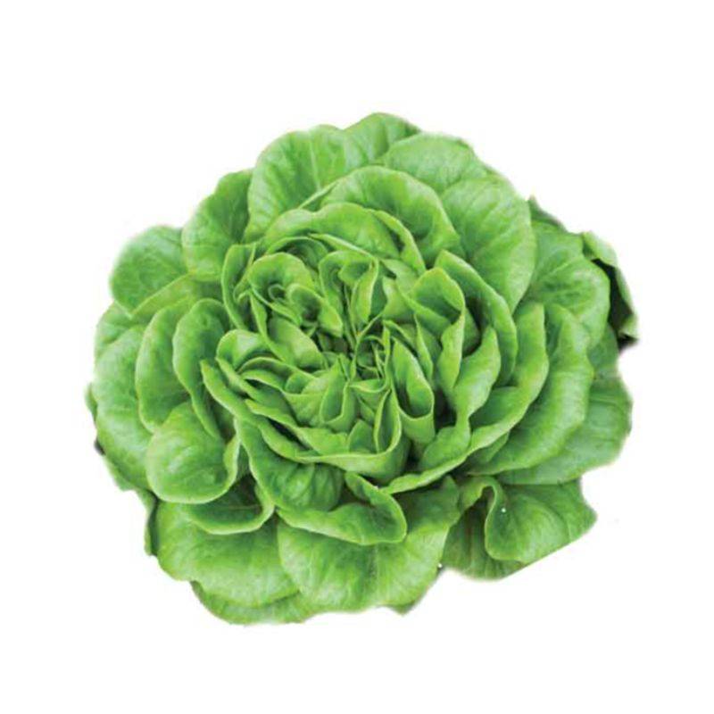 Salată Salanova (Green Butterhead)