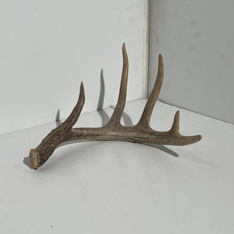 Antler Prop #46
