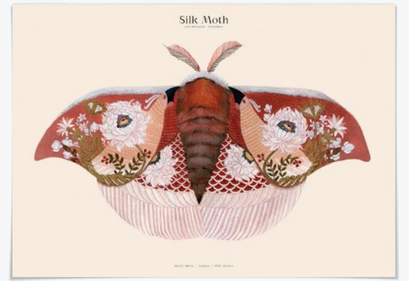 Silk Moths No. 6 Art Print
