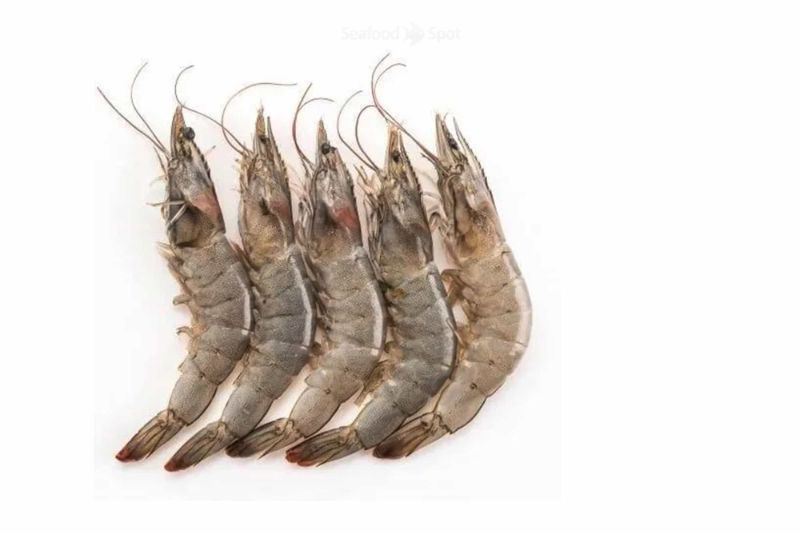 ‎Medium Prawn