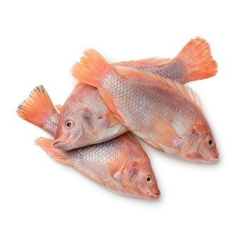 Red Snapper (Heera)