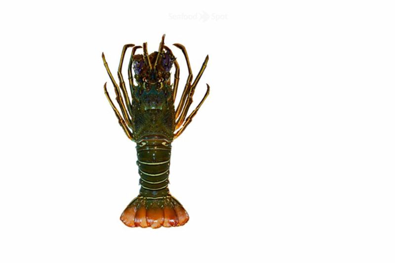 ‎Lobster