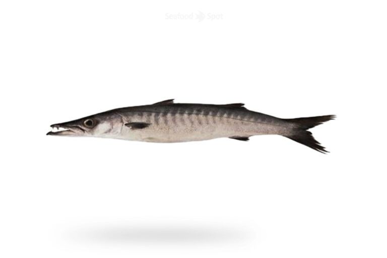 Black Barracuda