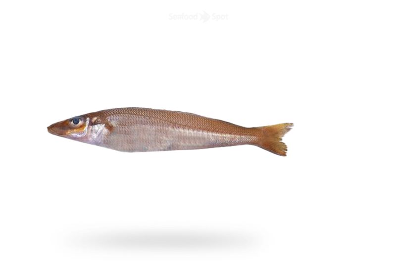 Lady Fish