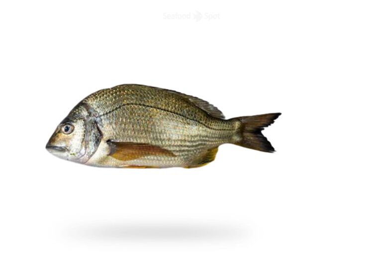 Goldline Bream
