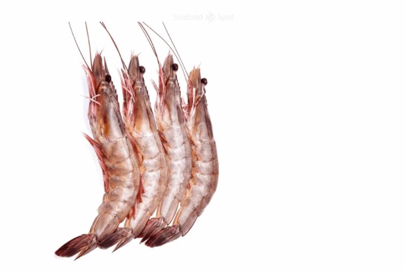 Large Prawns