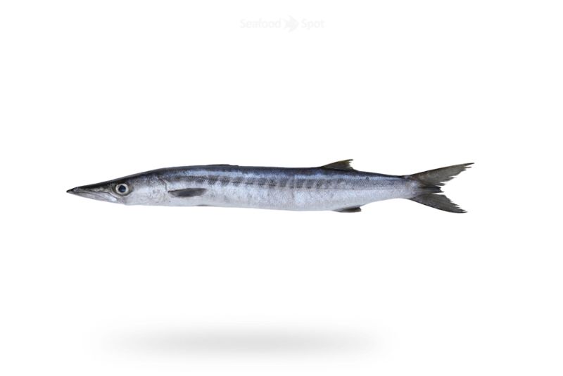 White Barracuda