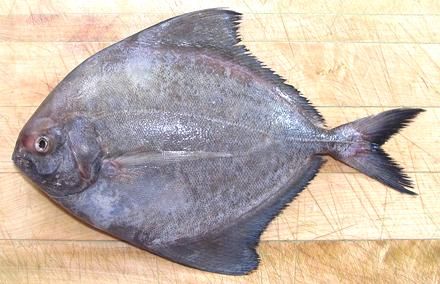 BLACK PAPALAT