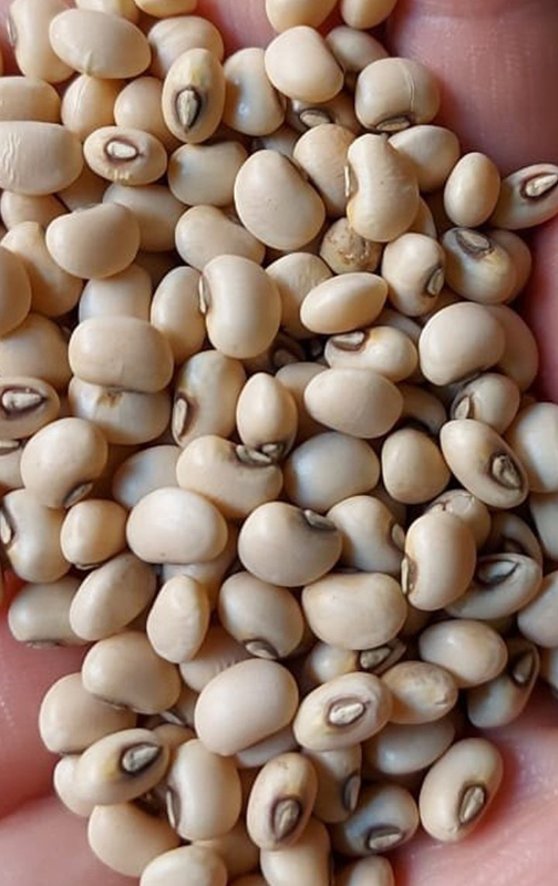 SM Chawla Khada 500G (MG)