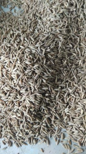Rajrani Jeera 1Kg
