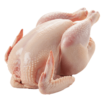 baby chicken Each