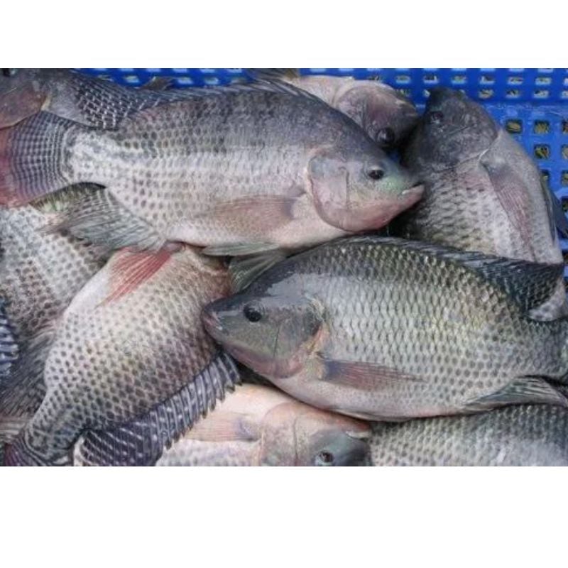 TILAPIA 2.5KG