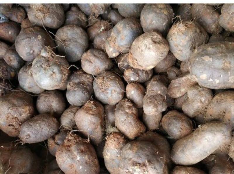 CHINESE POTTOTTA (KOORKKA) 500gm