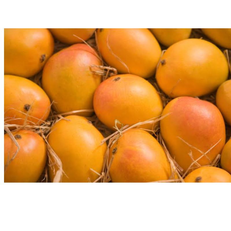 Alphonso 5 pics £ 11.99