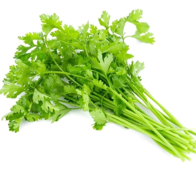 Fresh corridander Leaf