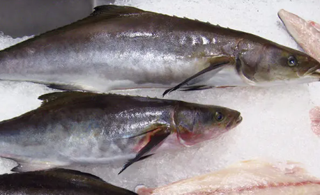 Cobia / Motha Cleaned