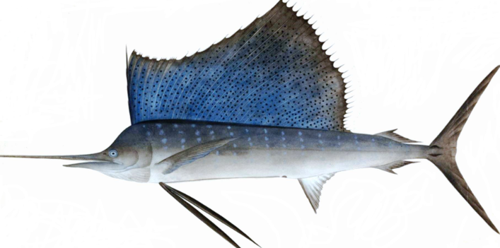 Sail Fish Cleaned