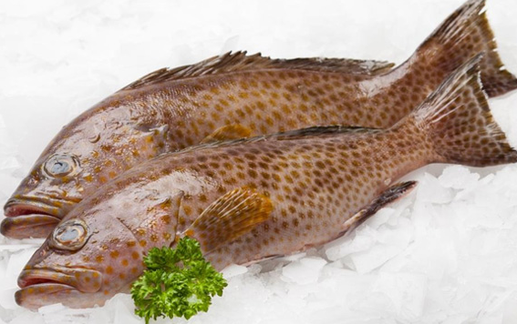 Grouper