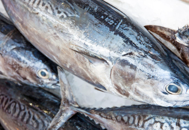 Tuna