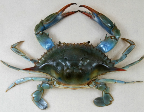 Blue Crab