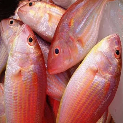 Pink perch / Kilimeen