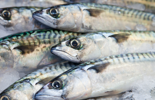 Mackerel