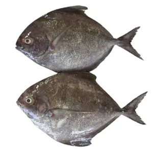 Black Pormfret Cleaned