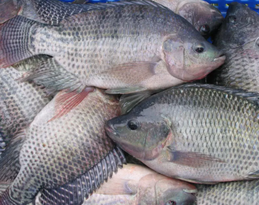 Tilapia