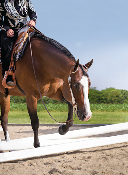 Novice Rider