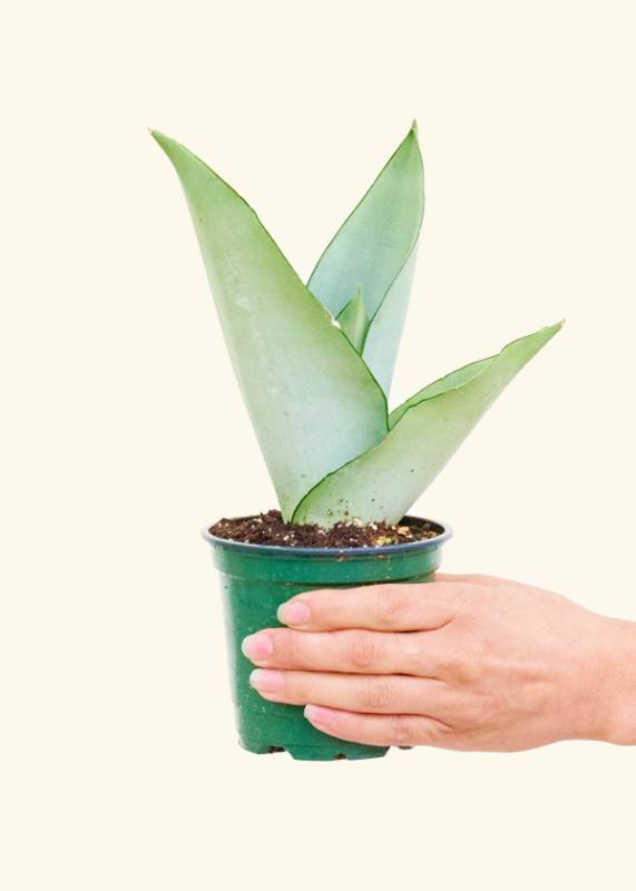 Sansevieria Monnshine