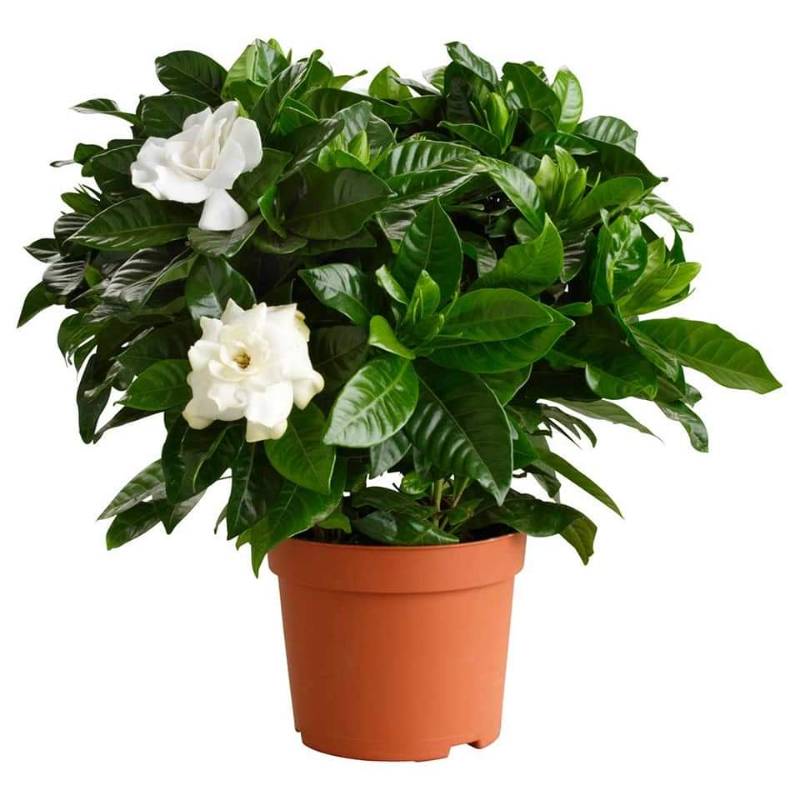 Gardenia جاردنيا