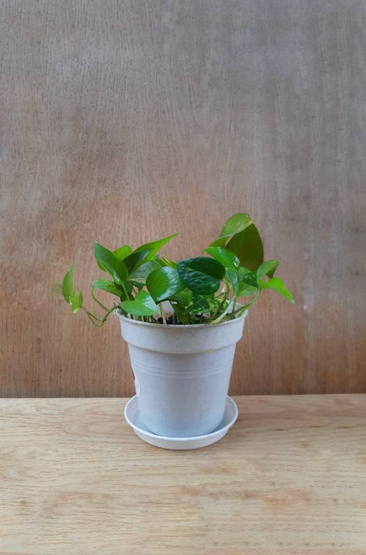 Pothos Mintra Pot -بوتس في اصيص منترا