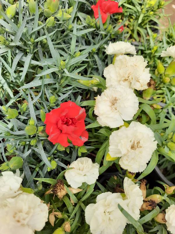 Dianthus- قرنفل بلدي