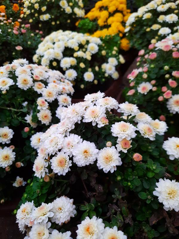 Chrysanthemum - ارولا