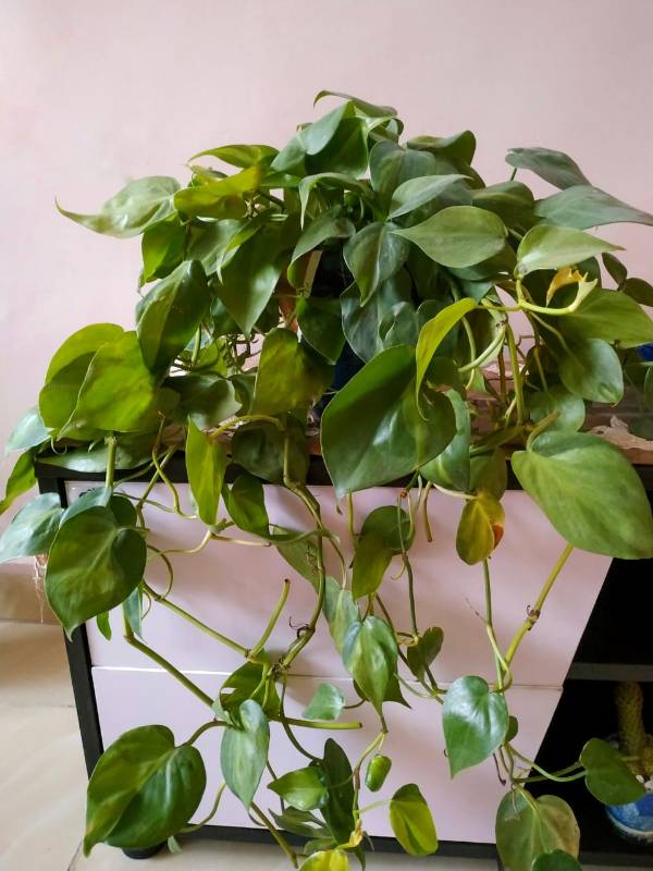 Scandens