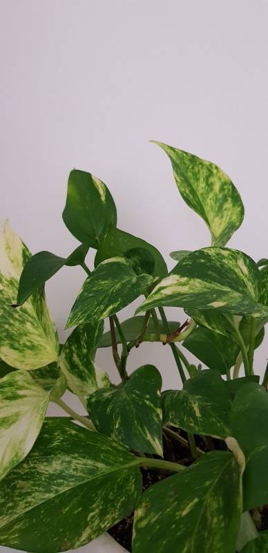 Pothos Mintra Pot -بوتس في اصيص منترا