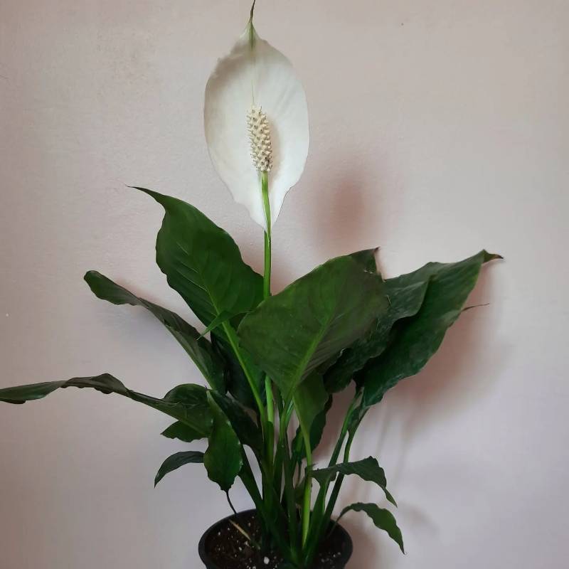 Peace Lily