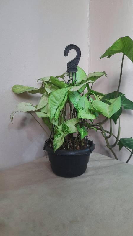 Hanging Syngonium