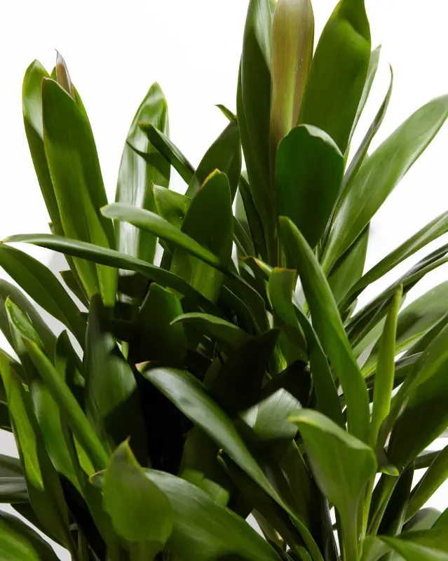 Cordyline fruticosa glauca