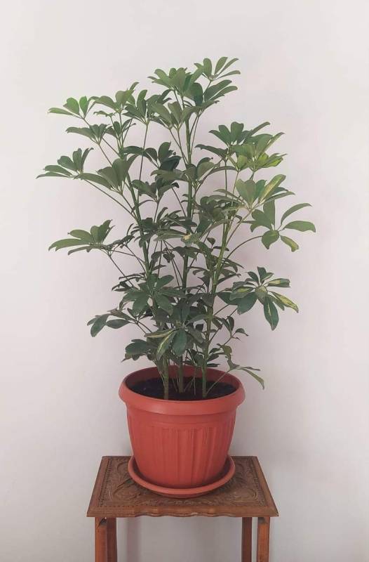 Schefflera