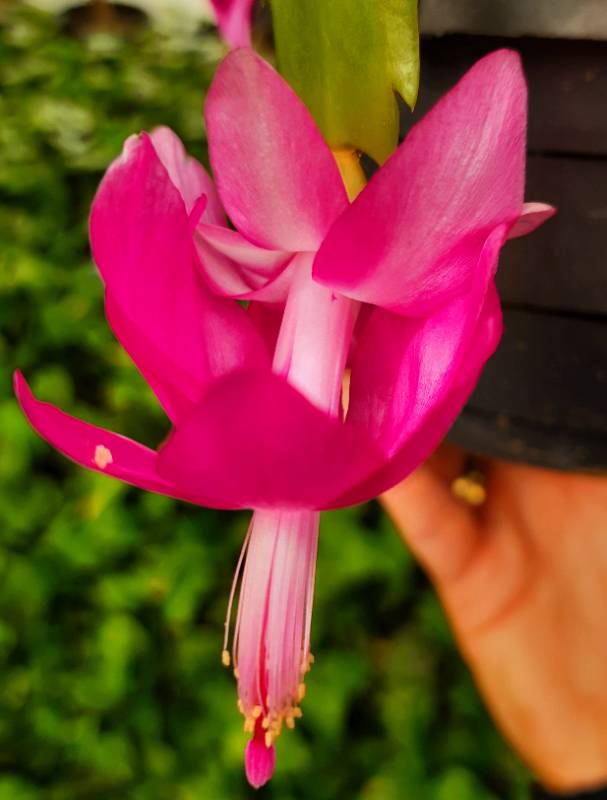 Egyptian Christmas Cactus