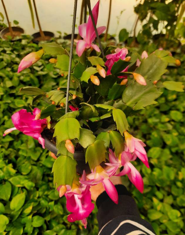 Egyptian Christmas Cactus