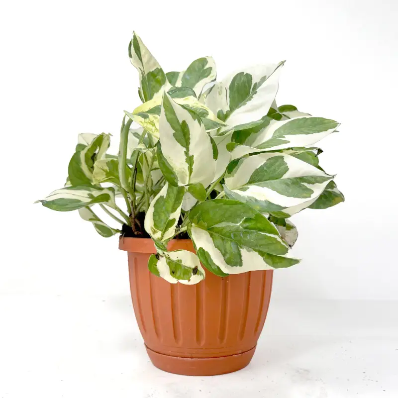 Pothos  Marbella