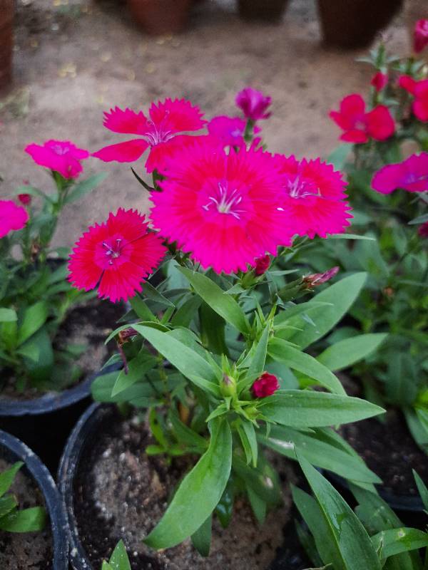 Dianthus - قرنفل صيني