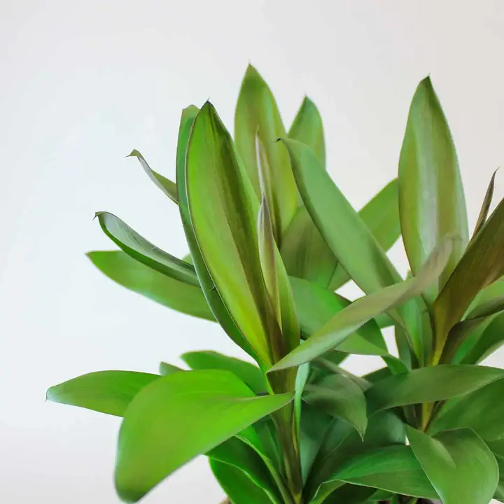 Cordyline fruticosa glauca