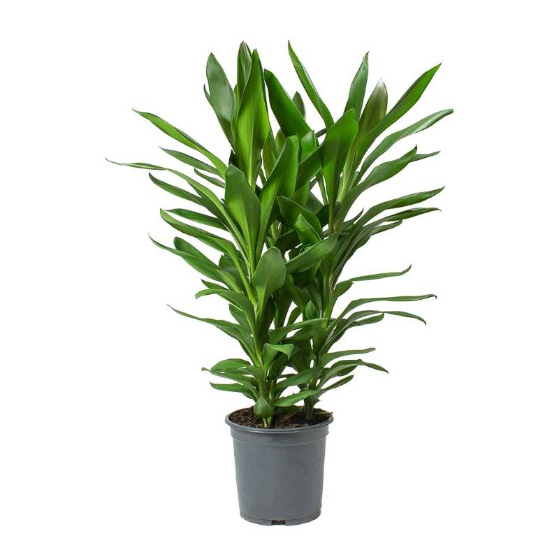 Cordyline fruticosa glauca